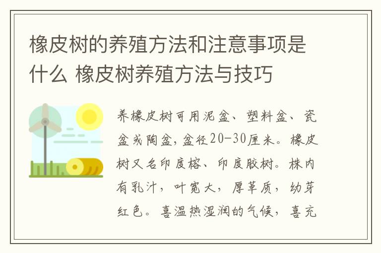 橡皮树的养殖方法和注意事项是什么 橡皮树养殖方法与技巧