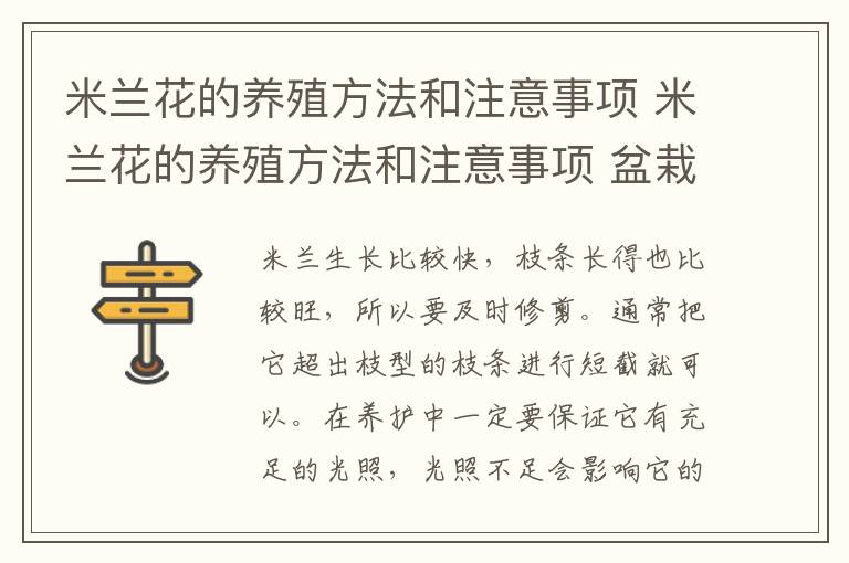 米兰花的养殖方法和注意事项 米兰花的养殖方法和注意事项 盆栽巴西木