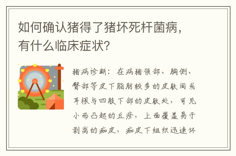 如何确认猪得了猪坏死杆菌病，有什么临床症状？