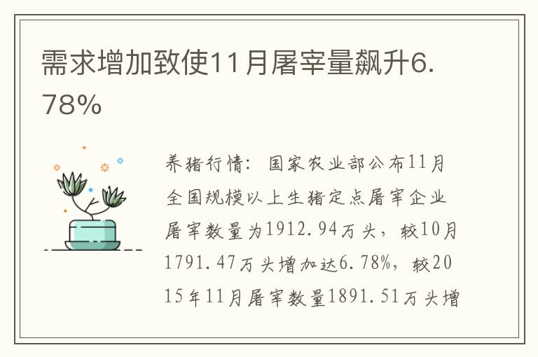 需求增加致使11月屠宰量飙升6.78%