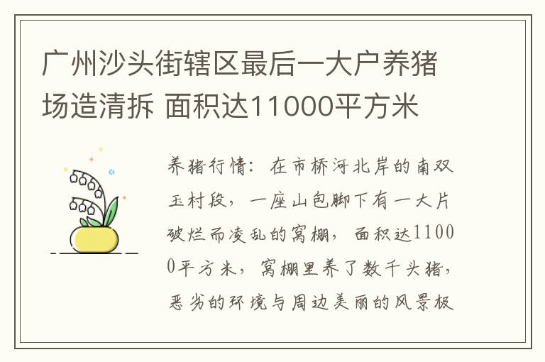 广州沙头街辖区最后一大户养猪场造清拆 面积达11000平方米