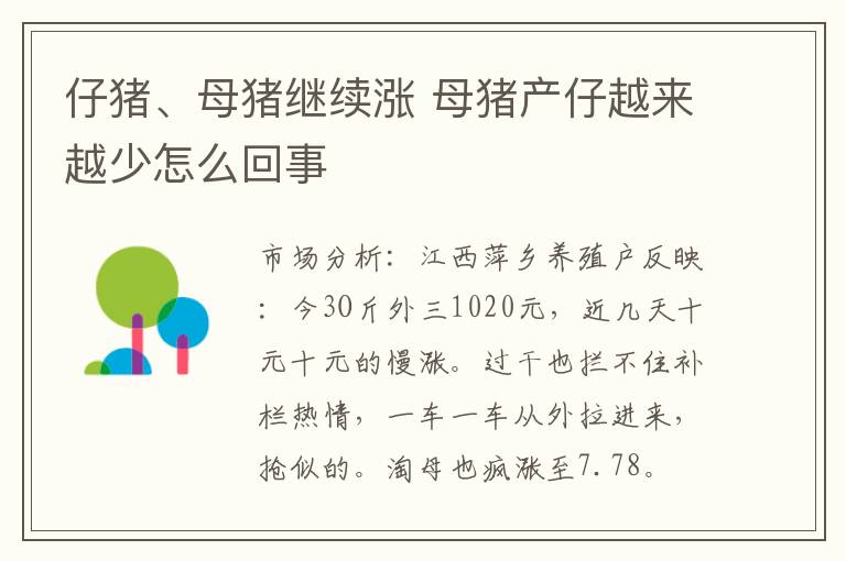 仔猪、母猪继续涨 母猪产仔越来越少怎么回事