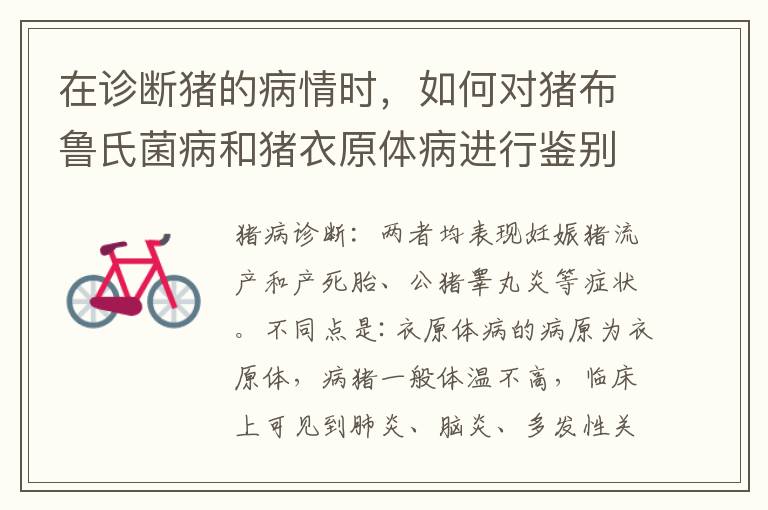 在诊断猪的病情时，如何对猪布鲁氏菌病和猪衣原体病进行鉴别？