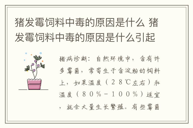 猪发霉饲料中毒的原因是什么 猪发霉饲料中毒的原因是什么引起的