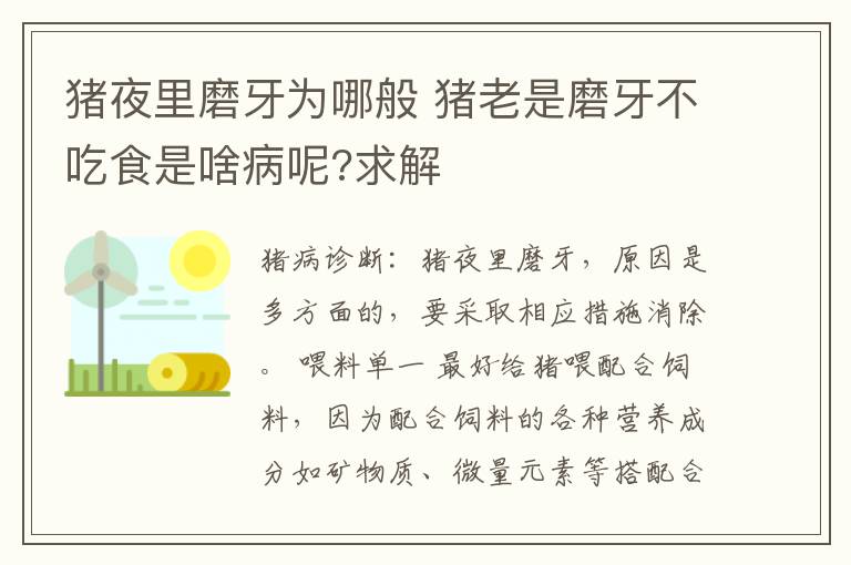 猪夜里磨牙为哪般 猪老是磨牙不吃食是啥病呢?求解