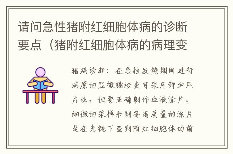 请问急性猪附红细胞体病的诊断要点（猪附红细胞体病的病理变化）