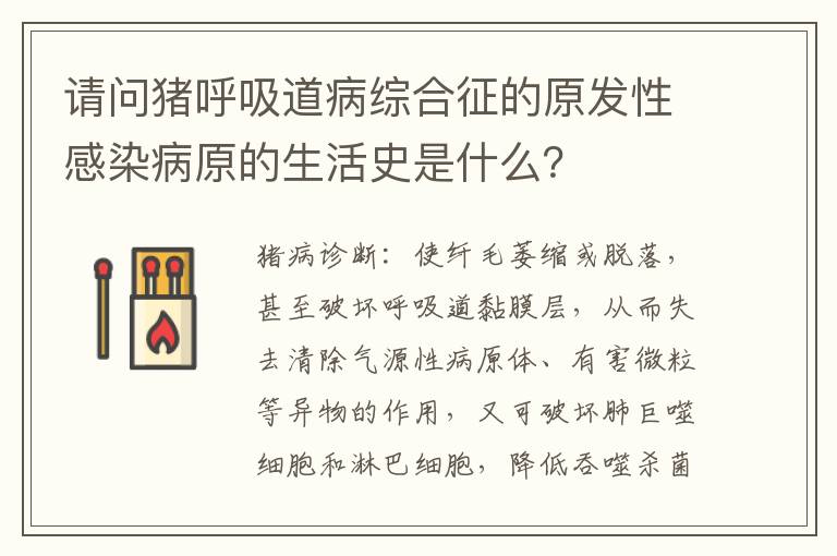 请问猪呼吸道病综合征的原发性感染病原的生活史是什么？