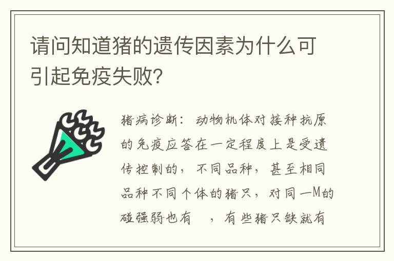 请问知道猪的遗传因素为什么可引起免疫失败？