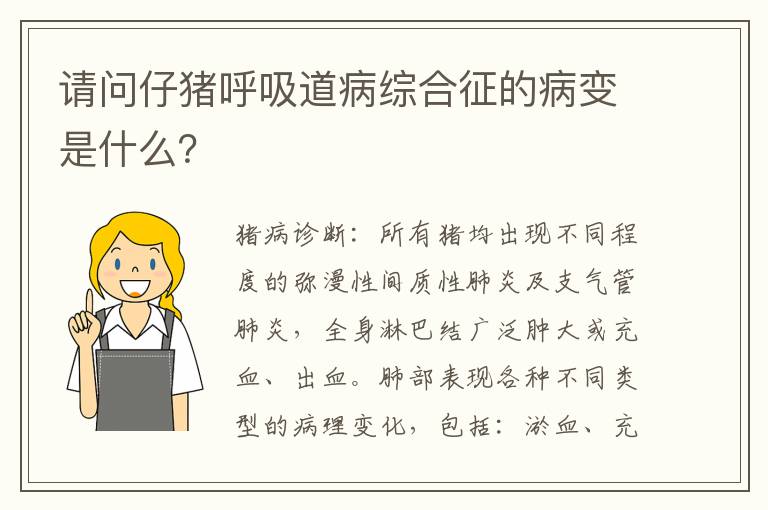 请问仔猪呼吸道病综合征的病变是什么？