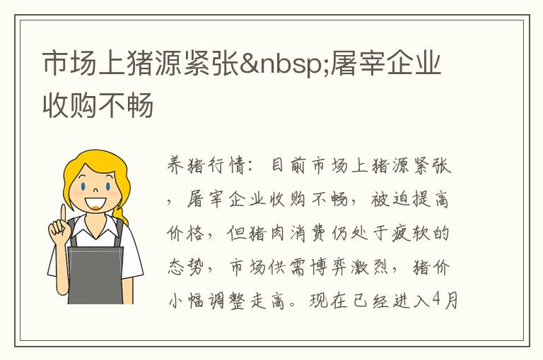 市场上猪源紧张 屠宰企业收购不畅