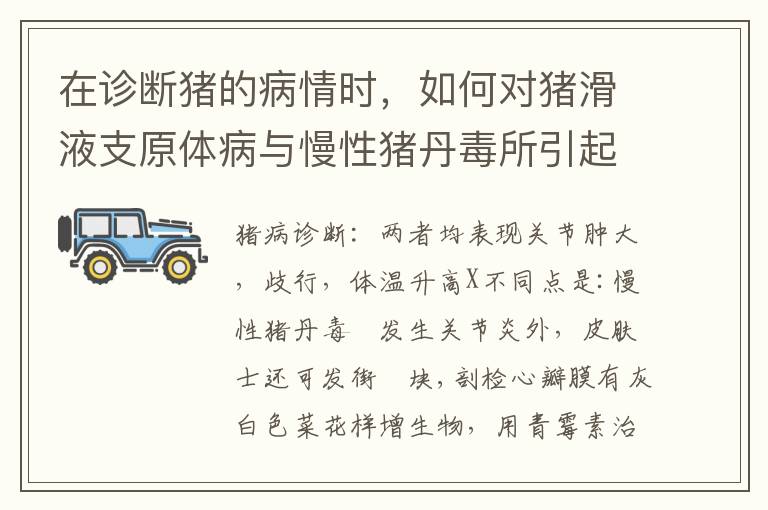 在诊断猪的病情时，如何对猪滑液支原体病与慢性猪丹毒所引起的关