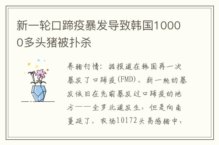 新一轮口蹄疫暴发导致韩国10000多头猪被扑杀