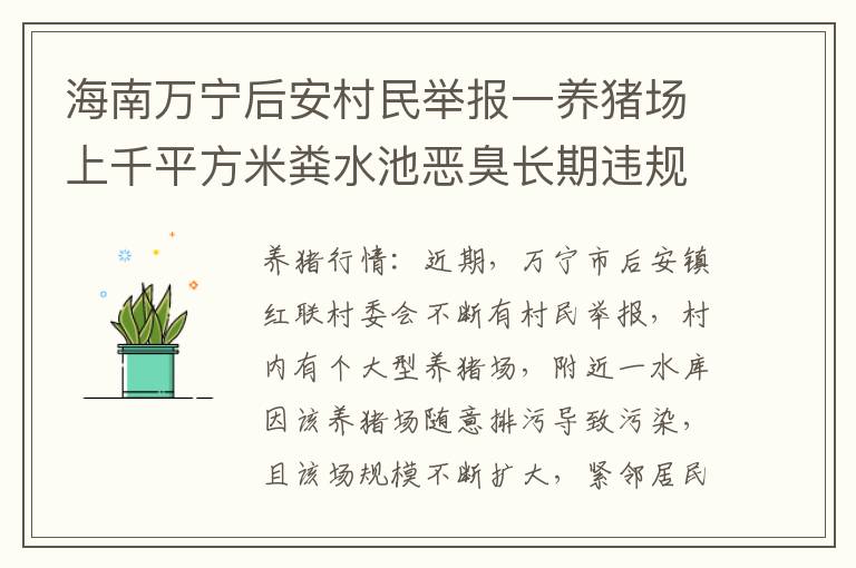 海南万宁后安村民举报一养猪场上千平方米粪水池恶臭长期违规排污