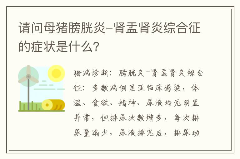 请问母猪膀胱炎-肾盂肾炎综合征的症状是什么？