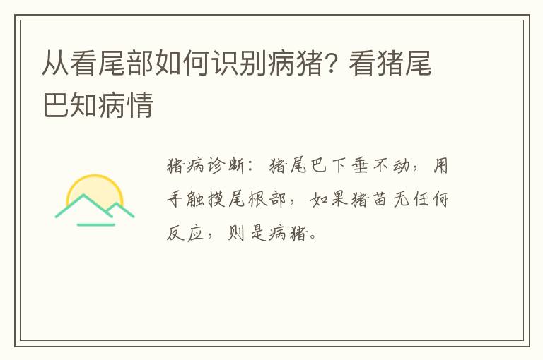 从看尾部如何识别病猪? 看猪尾巴知病情