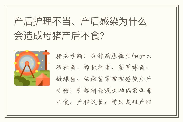 产后护理不当、产后感染为什么会造成母猪产后不食？