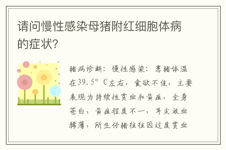 请问慢性感染母猪附红细胞体病的症状？