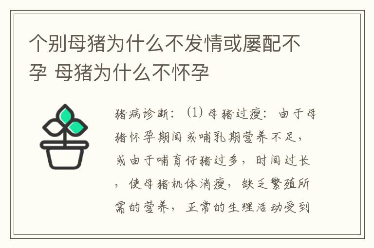 个别母猪为什么不发情或屡配不孕 母猪为什么不怀孕