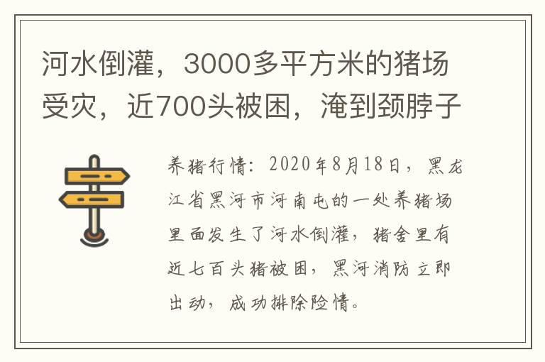 河水倒灌，3000多平方米的猪场受灾，近700头被困，淹到颈脖子!