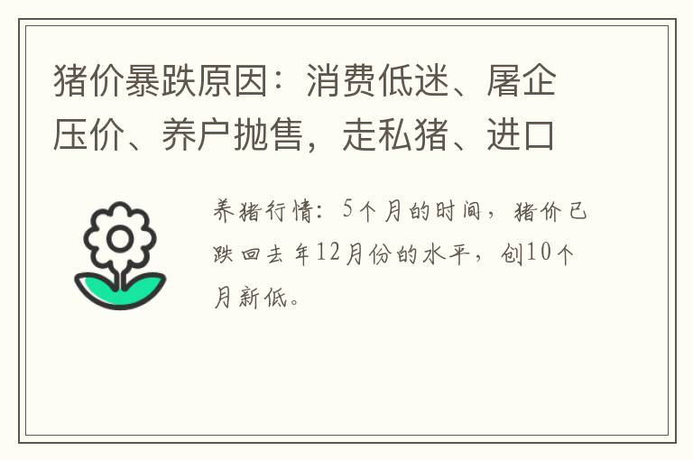 猪价暴跌原因：消费低迷、屠企压价、养户抛售，走私猪、进口肉…