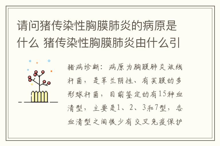 请问猪传染性胸膜肺炎的病原是什么 猪传染性胸膜肺炎由什么引起