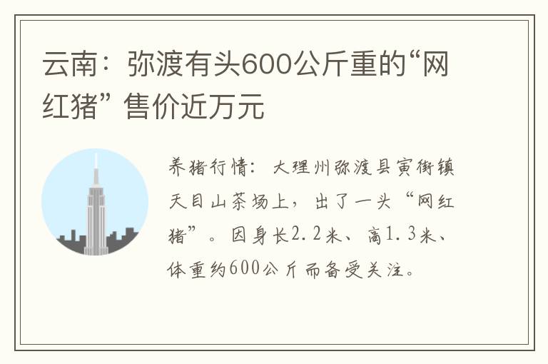 云南：弥渡有头600公斤重的“网红猪” 售价近万元