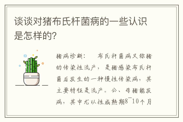 谈谈对猪布氏杆菌病的一些认识是怎样的？