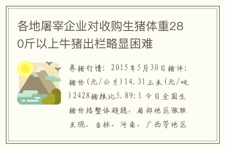 各地屠宰企业对收购生猪体重280斤以上牛猪出栏略显困难