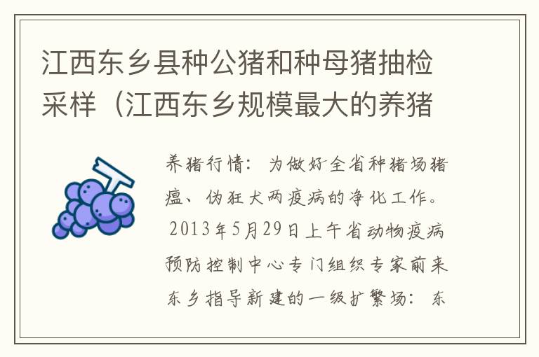 江西东乡县种公猪和种母猪抽检采样（江西东乡规模最大的养猪场）