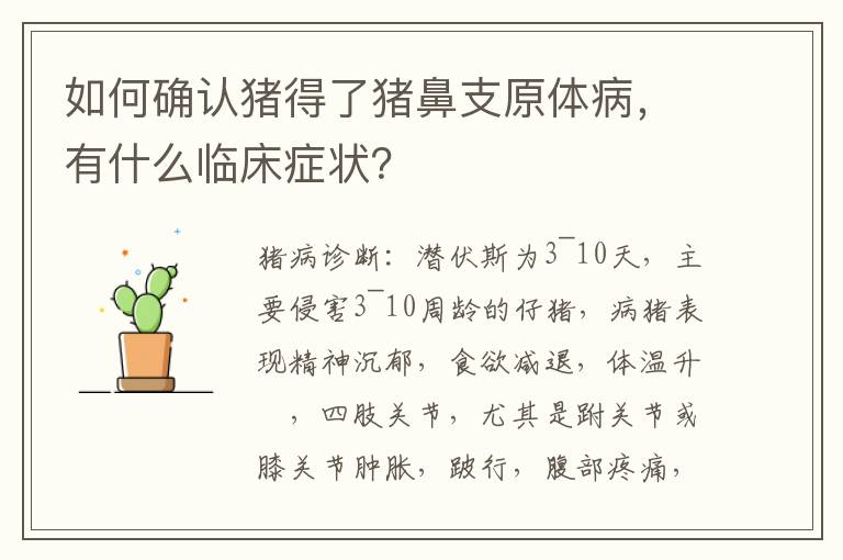 如何确认猪得了猪鼻支原体病，有什么临床症状？