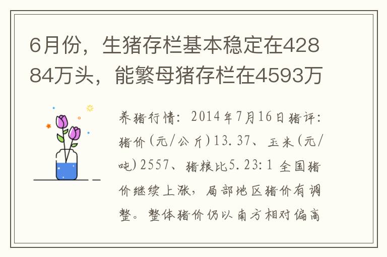 6月份，生猪存栏基本稳定在42884万头，能繁母猪存栏在4593万头