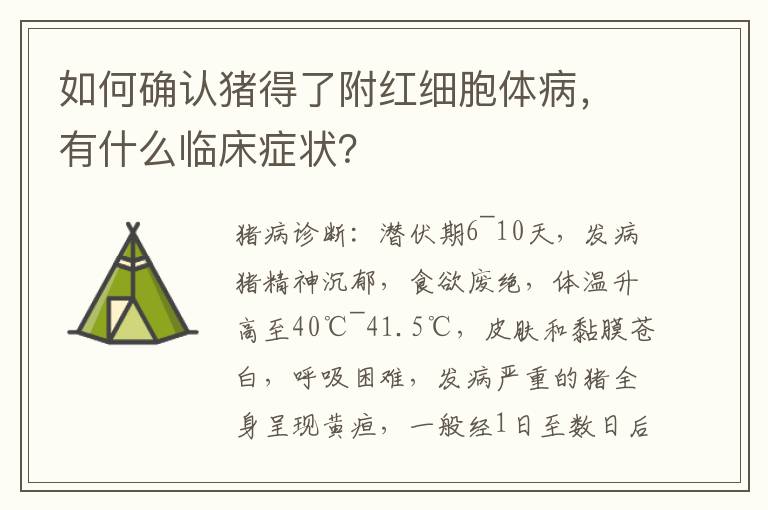 如何确认猪得了附红细胞体病，有什么临床症状？