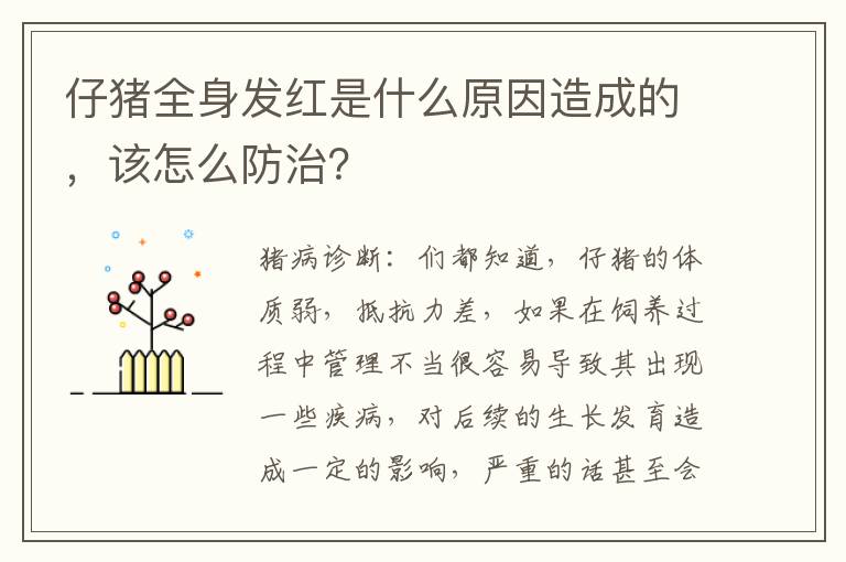 仔猪全身发红是什么原因造成的，该怎么防治？