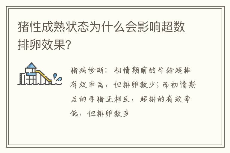 猪性成熟状态为什么会影响超数排卵效果？