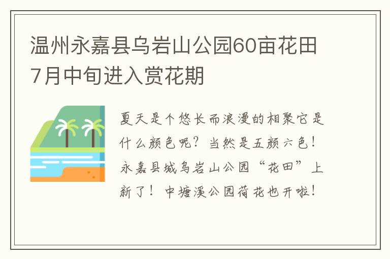 温州永嘉县乌岩山公园60亩花田7月中旬进入赏花期