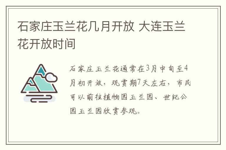 石家庄玉兰花几月开放 大连玉兰花开放时间