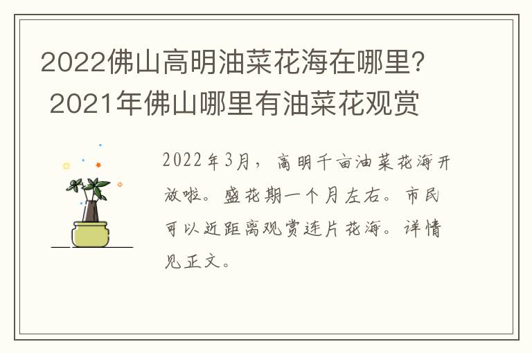 2022佛山高明油菜花海在哪里？ 2021年佛山哪里有油菜花观赏